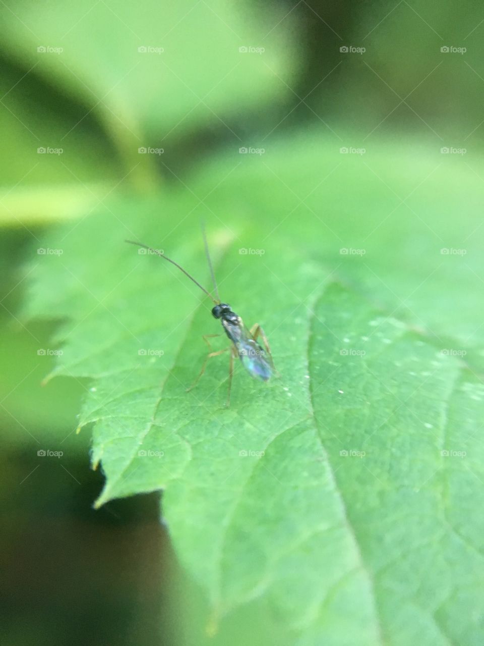Tiny insect