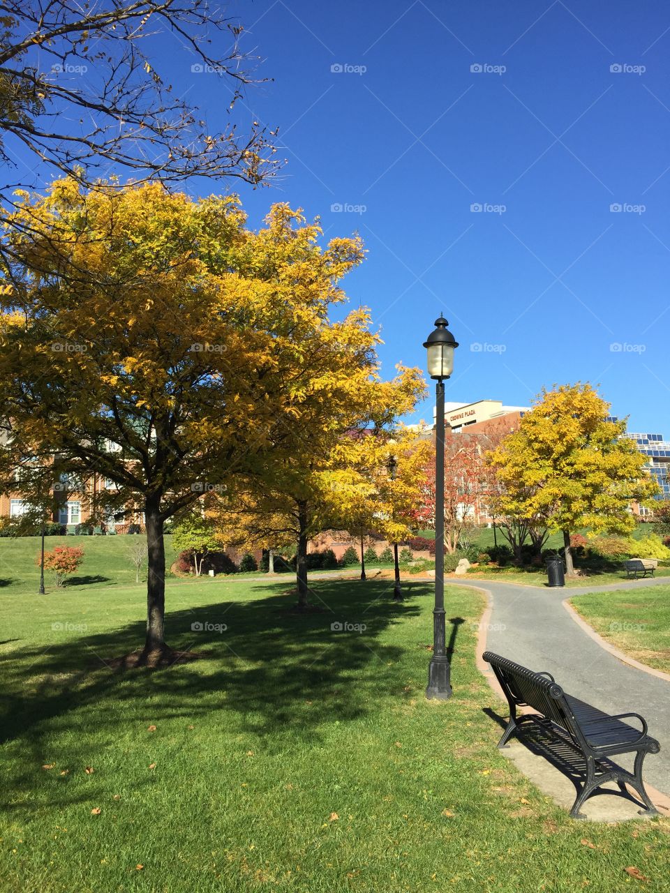 Yellow Trees