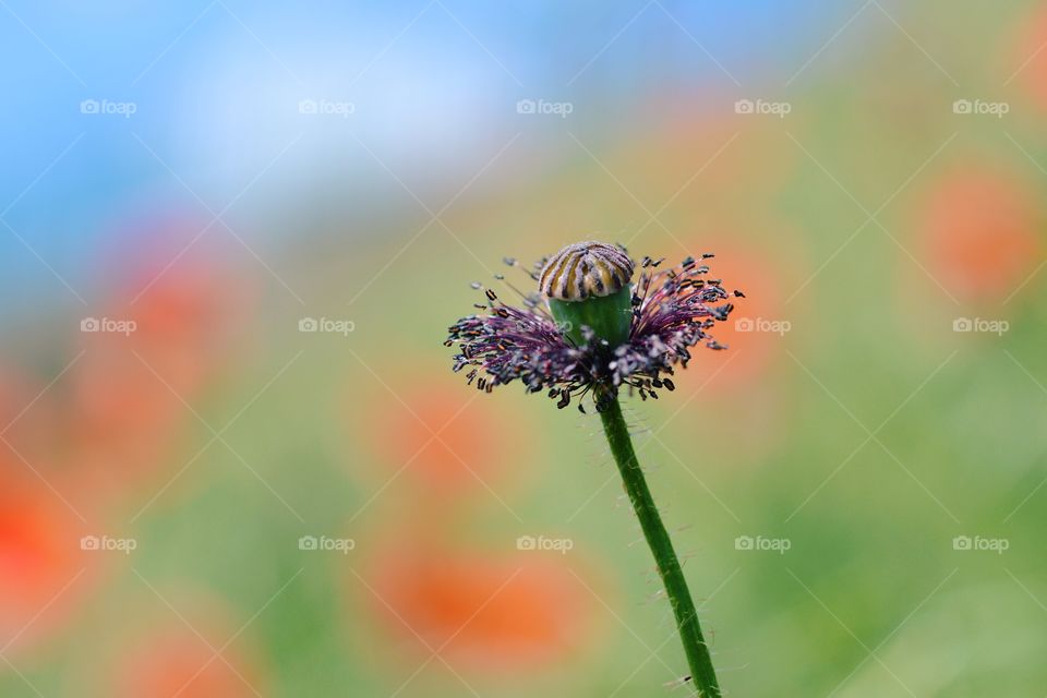 Poppy in the wind...