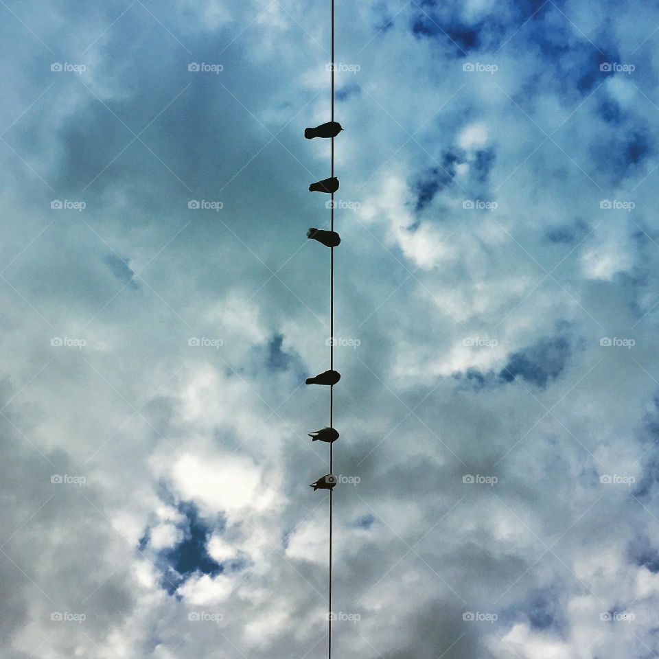 Birds on a wire 