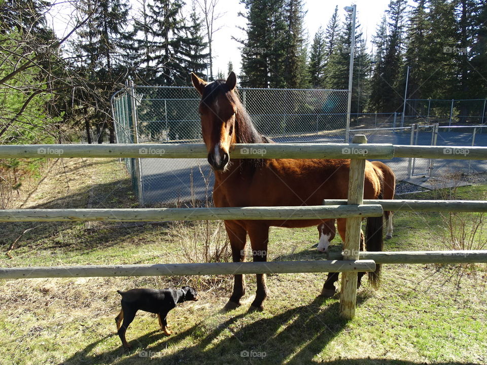 horse and doberman puppy