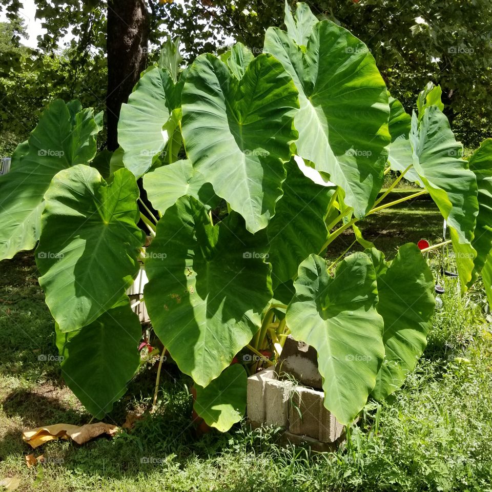Elephant Ears