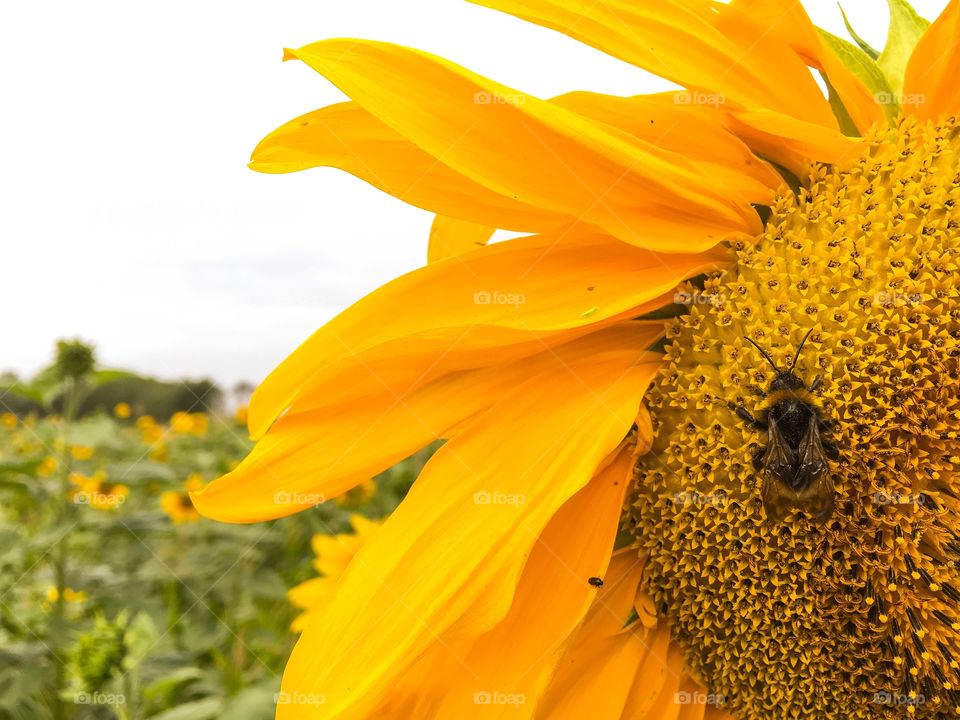 Nature, Sunflower, Pollen, Insect, Summer