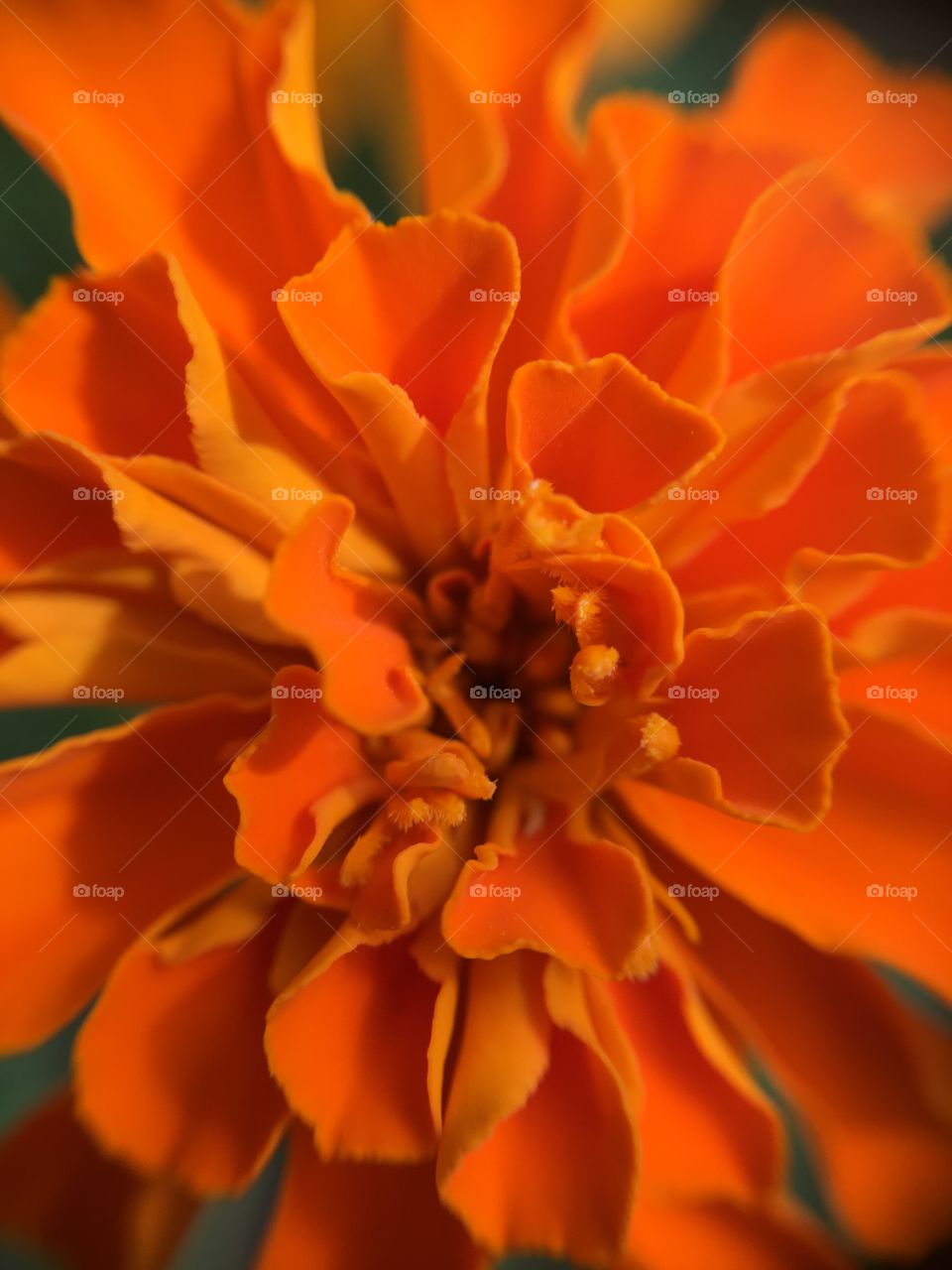 Directly above view of marigold flower