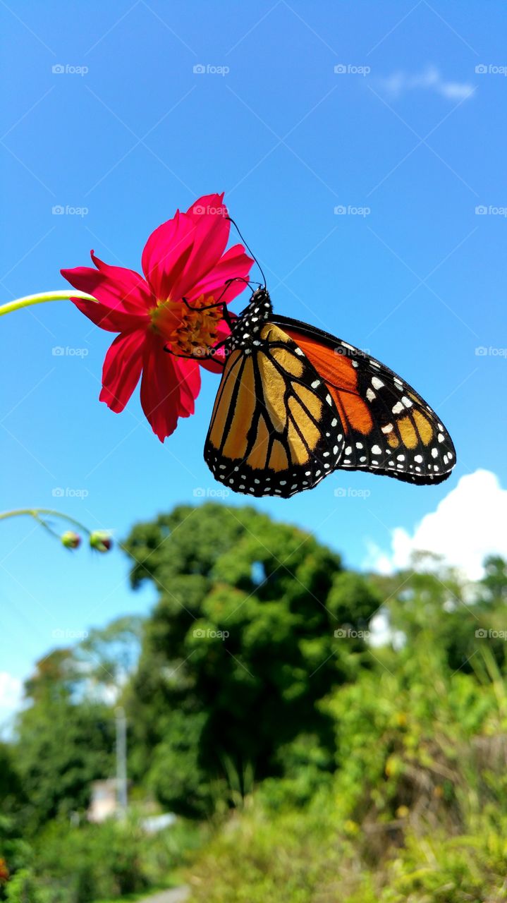 monarch butterfly nectar