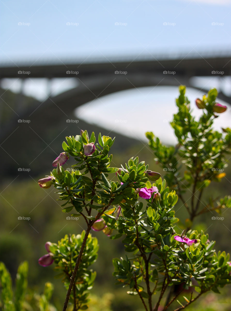 Wildflowers close up with bridge in the background