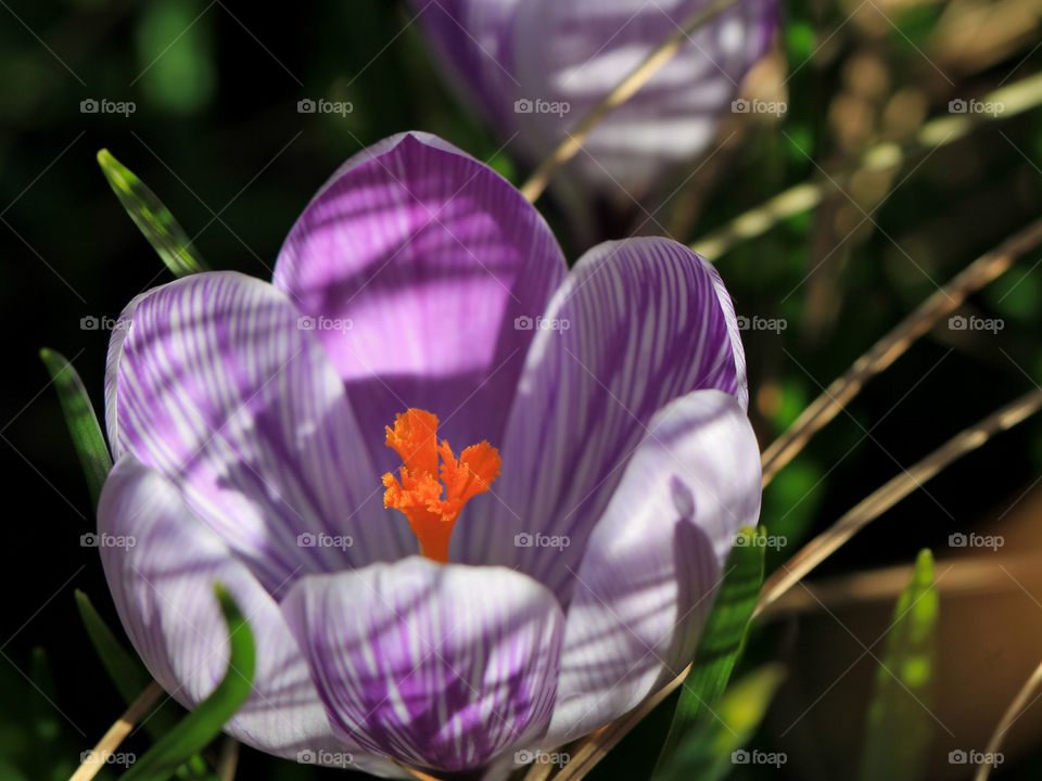 Beautiful purple & white striped crocuses with bright orange stamens are just some of the early Spring flowers randomly popping up all over my favourite garden park. Flowers in garden beds & in the grass, around tree roots & garden statues. ๐