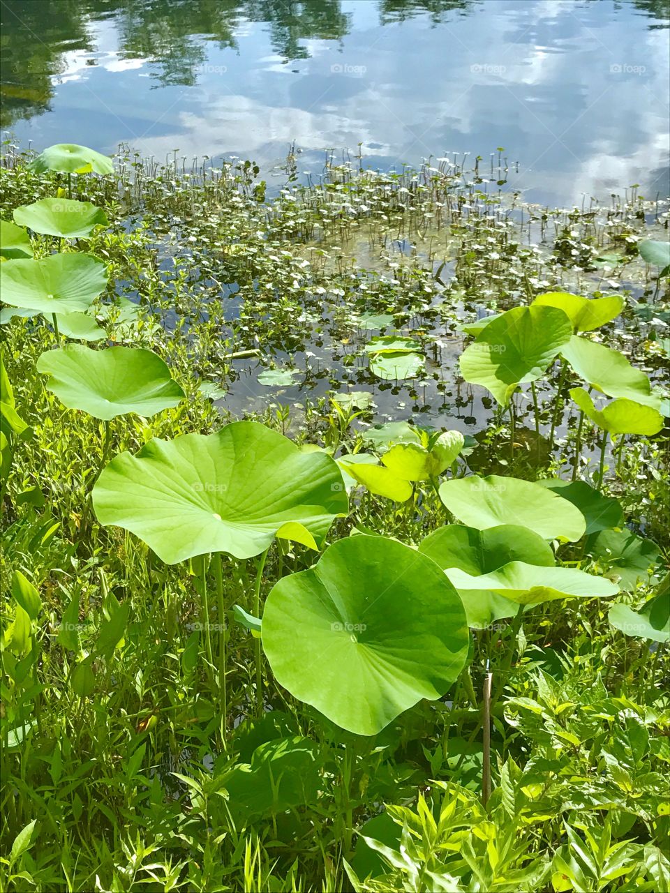 Lily Pads by Water