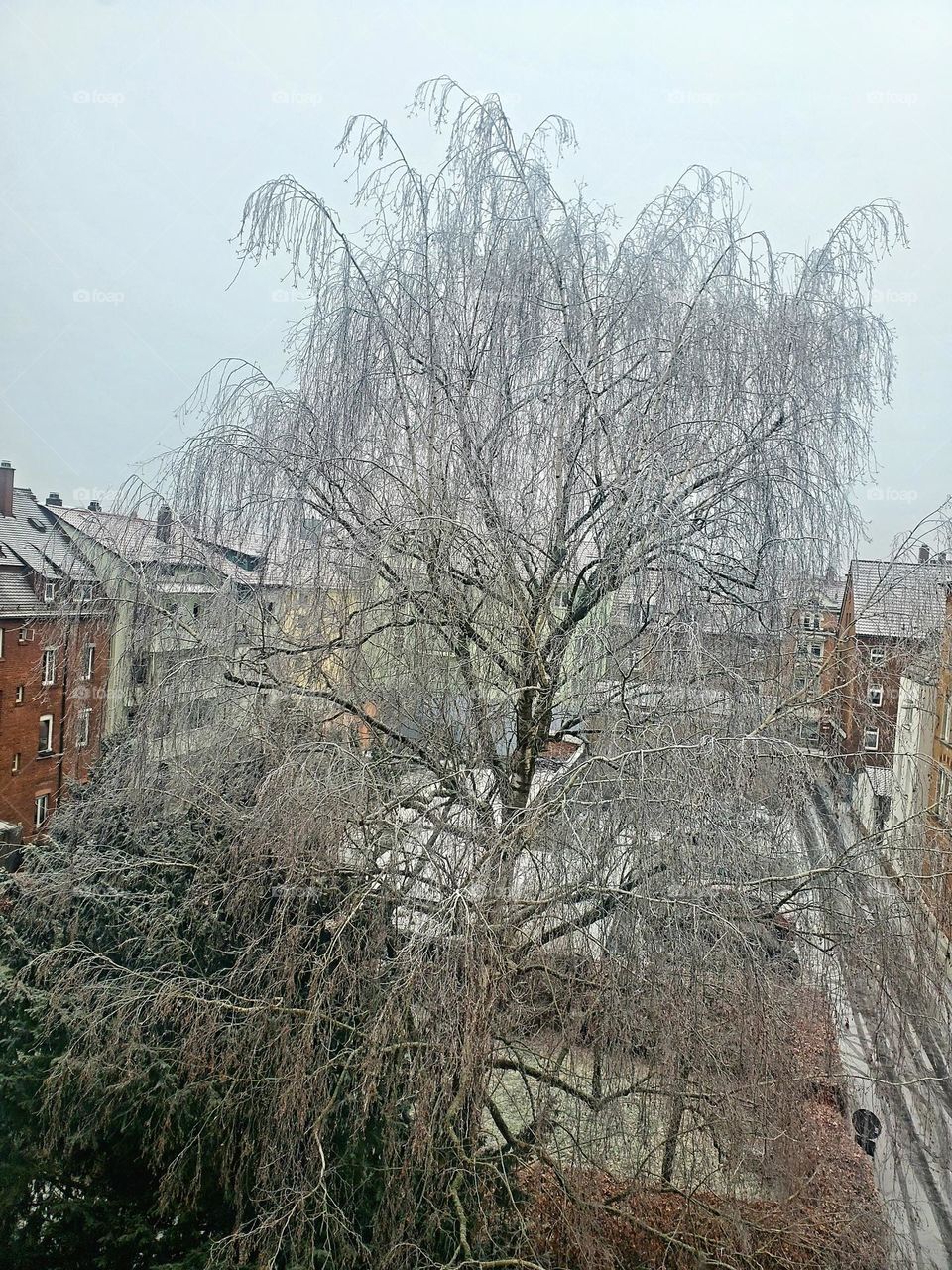 tree in winter in the city