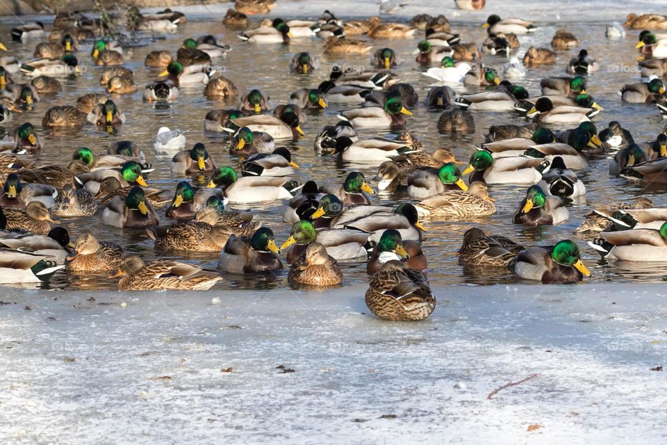 Lots of mallard ducks in a small part of open water in the ice on a cold sunny winter day 