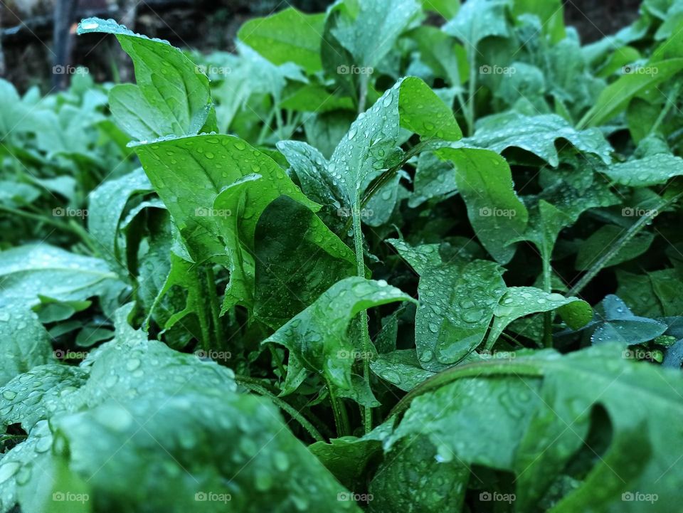 Rows of green spinach on a field