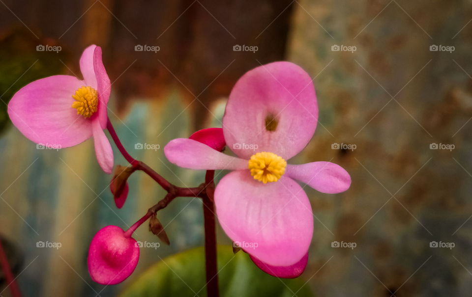 orchid plant