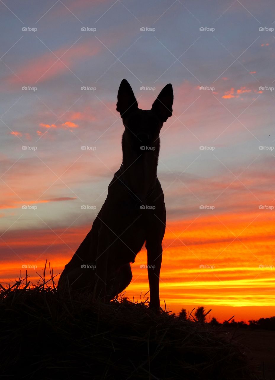 Dog shepherd malinois