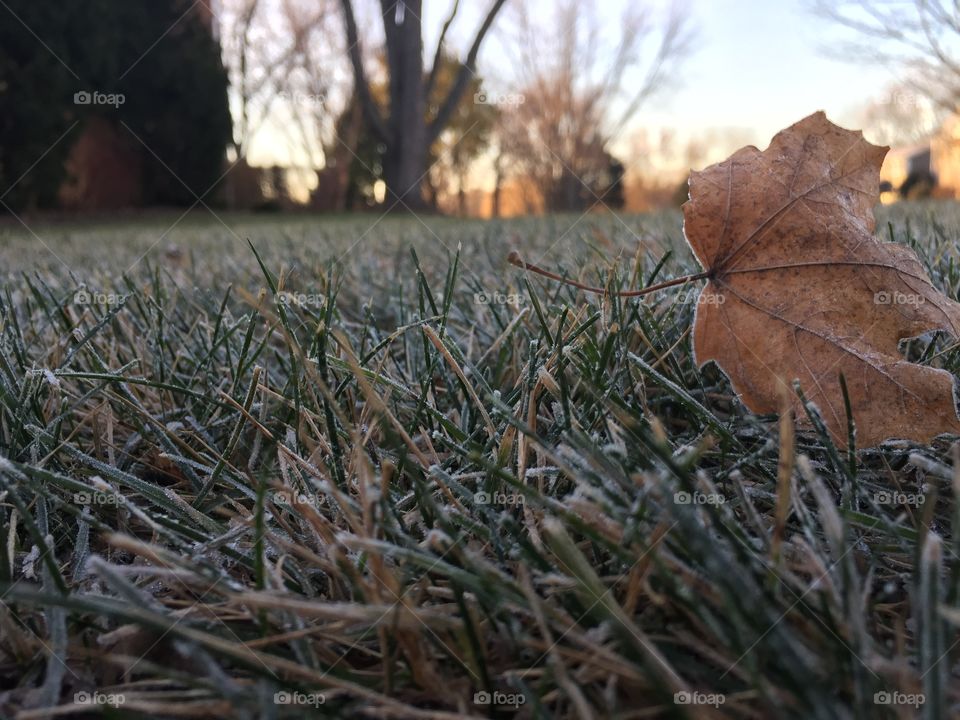 Frost
