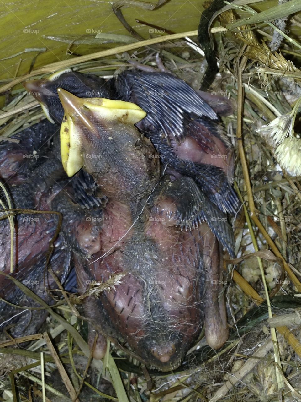 Baby birds rescued after falling out of the nest. They are naked and blind. 