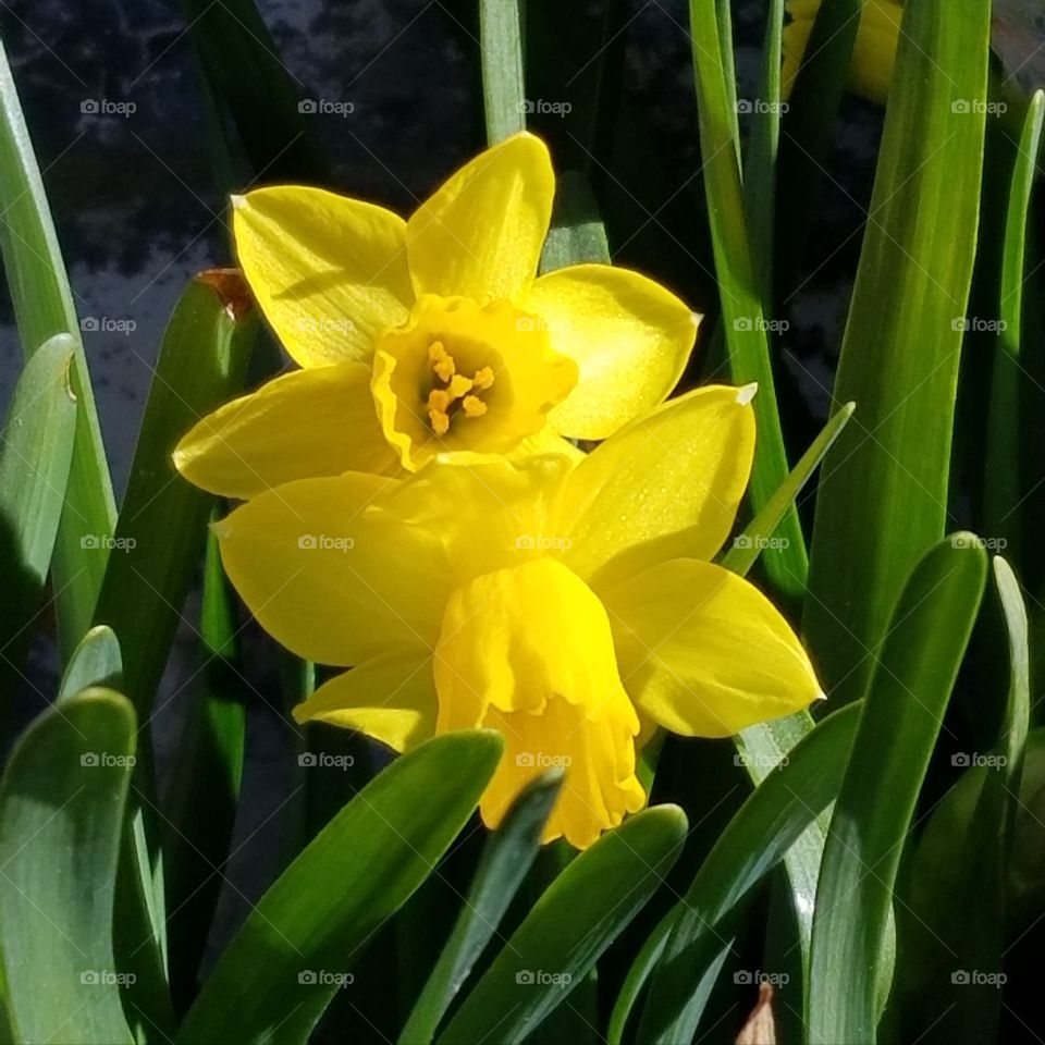 Daffodil portrait