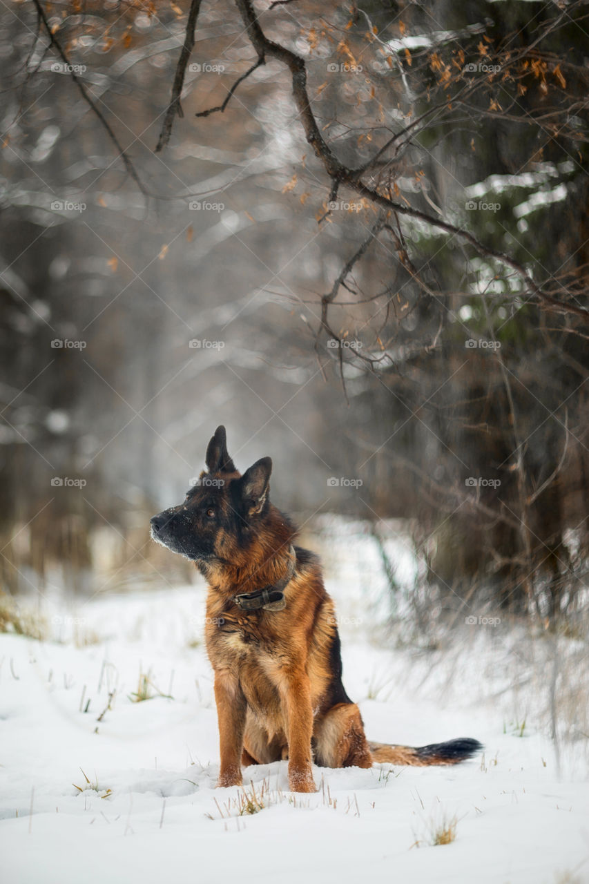 German shepherd dog outdoor portrait in winter forest