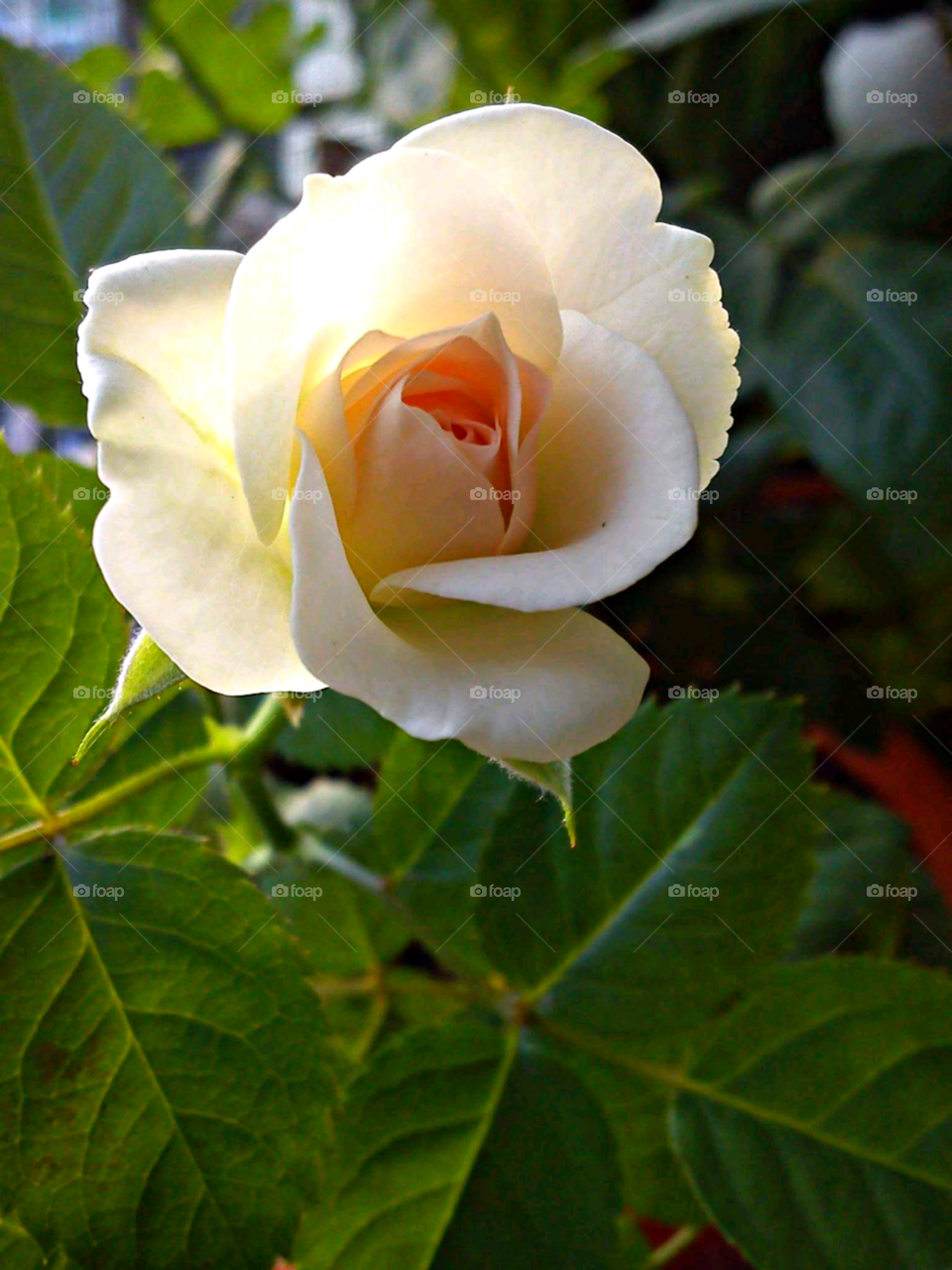 Rosalind rose -  beautiful rose images home gardening make garden beautiful and frequently so well. It has a large light & nice buds that open to a beautiful deep, velvety petaled bloom. The flower has a thick, thorn less stem with dark green leaves.
