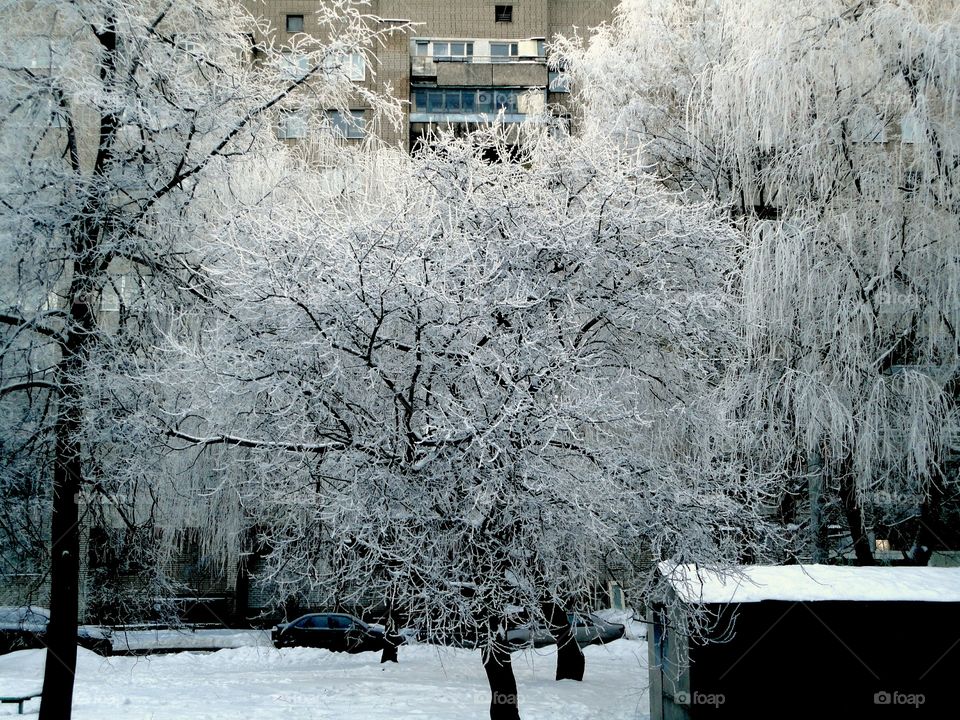 Winter, Snow, Cold, Frost, Tree