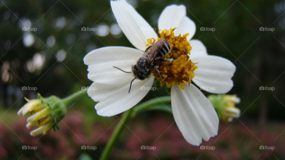 Closeup of bee on a white and yellow wildflower