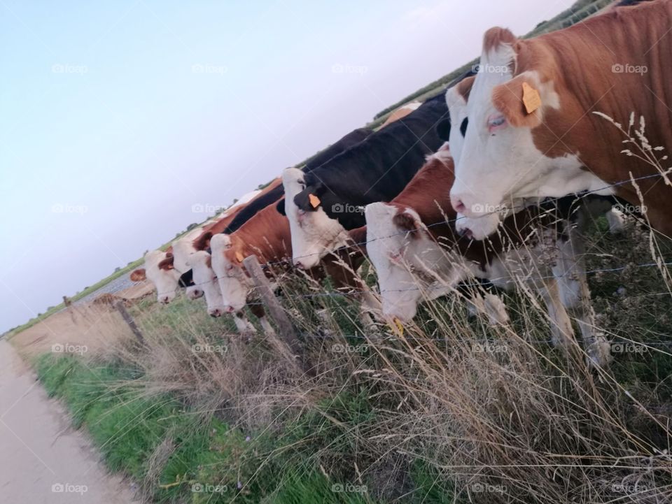 cows