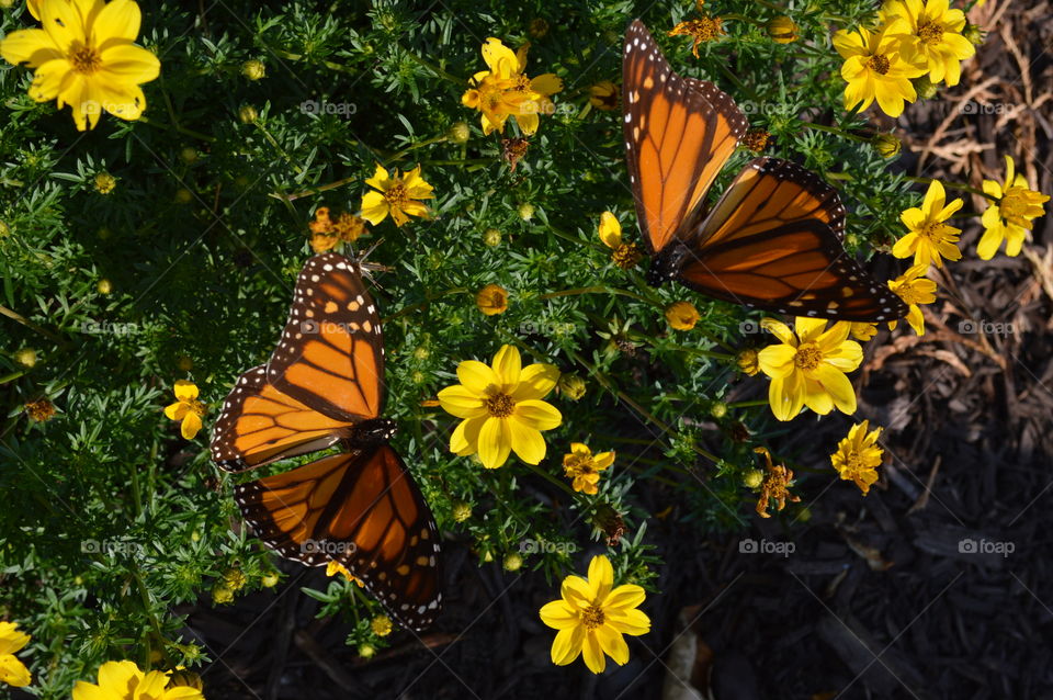 Beautiful Butterflies 