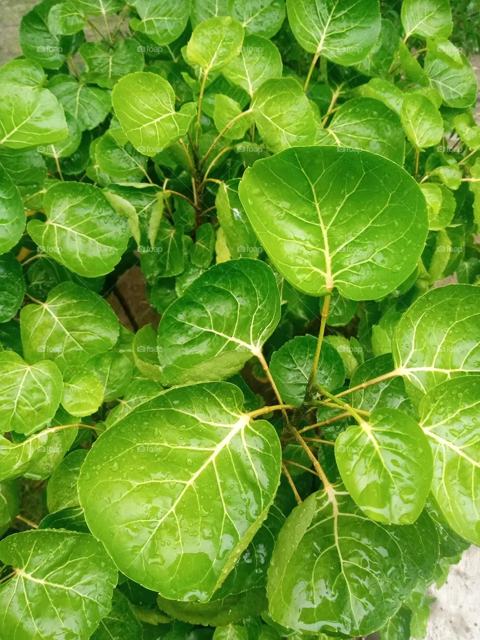 Bowl leaves tree