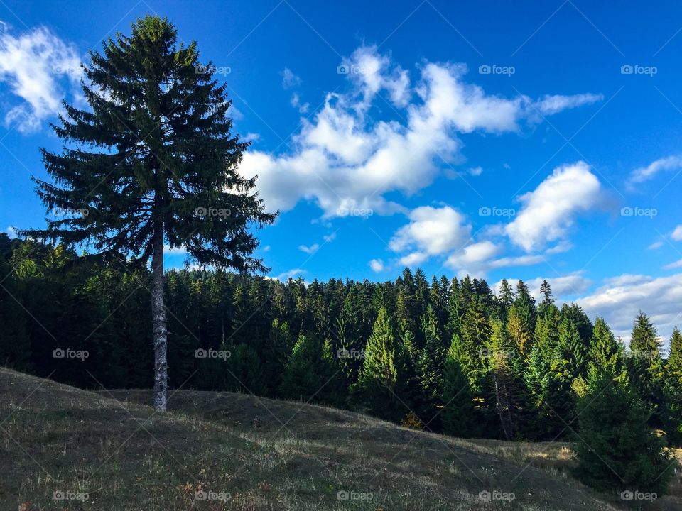 Evergreen forest on a bright sunny day with blue sky