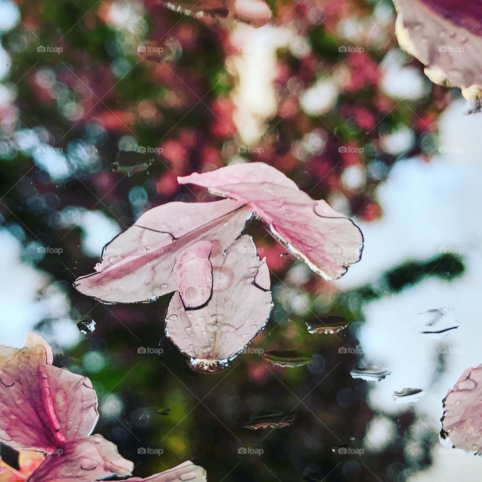 Pink petal with a drop of rain on a windscreen 
