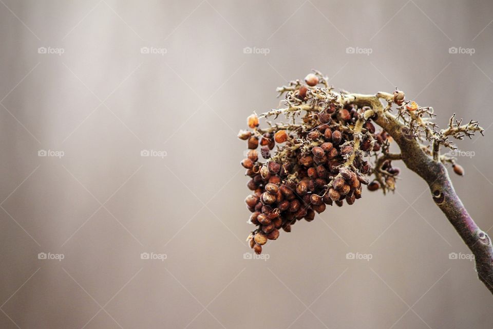 Miniature Grape Look-a-Like