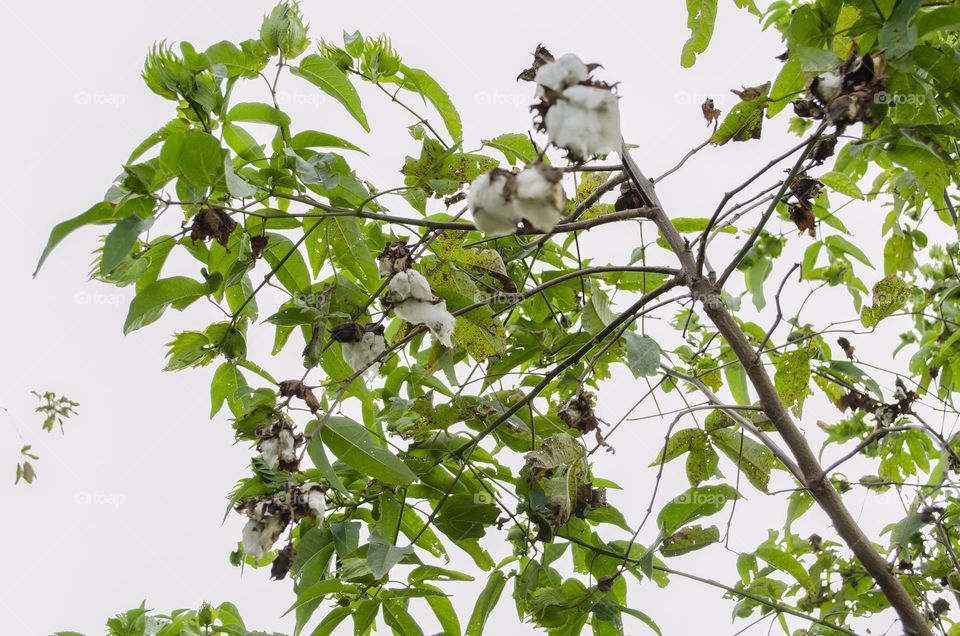 Cotton Tree Beanch