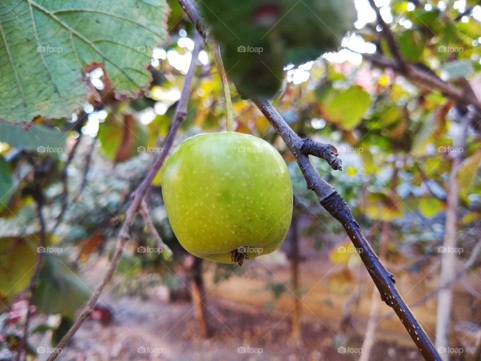 a small green apple