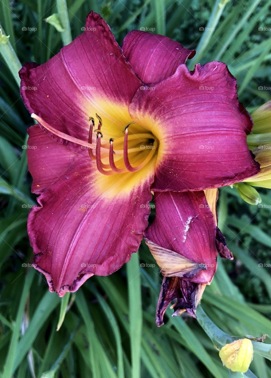 Day Lilly