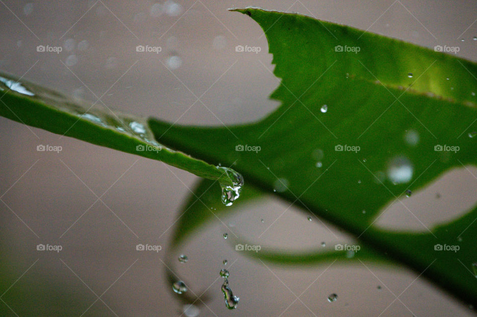 Look at the details of the rainwater hitting the leaf