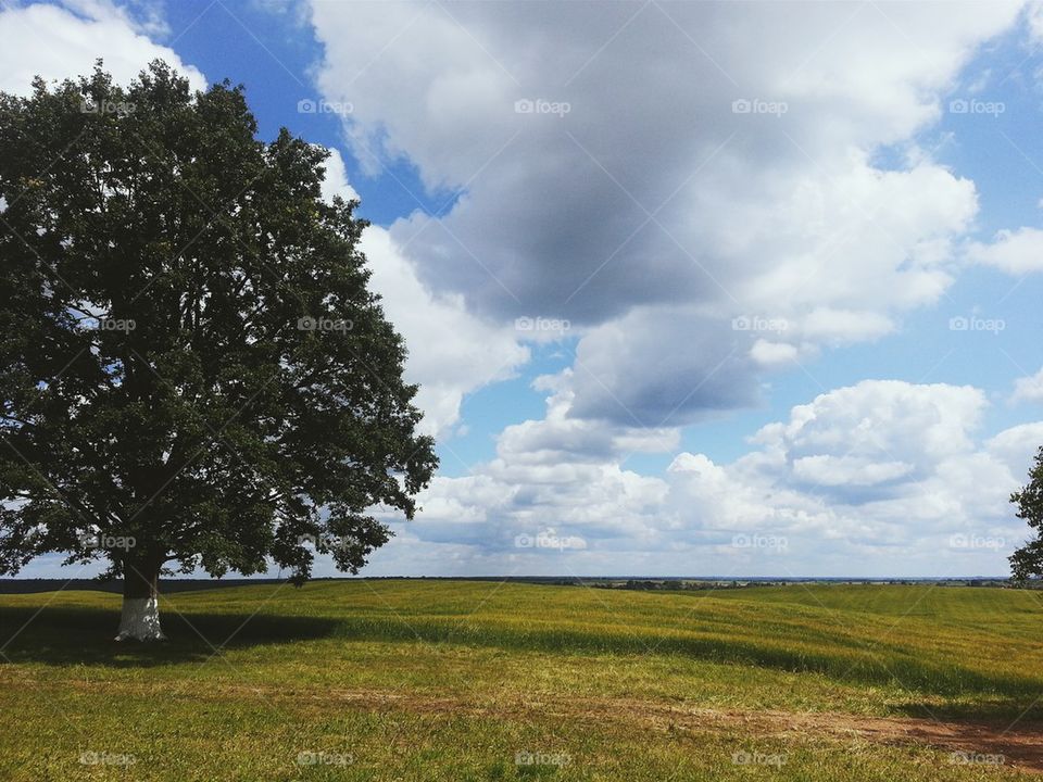 Tree, field and sky