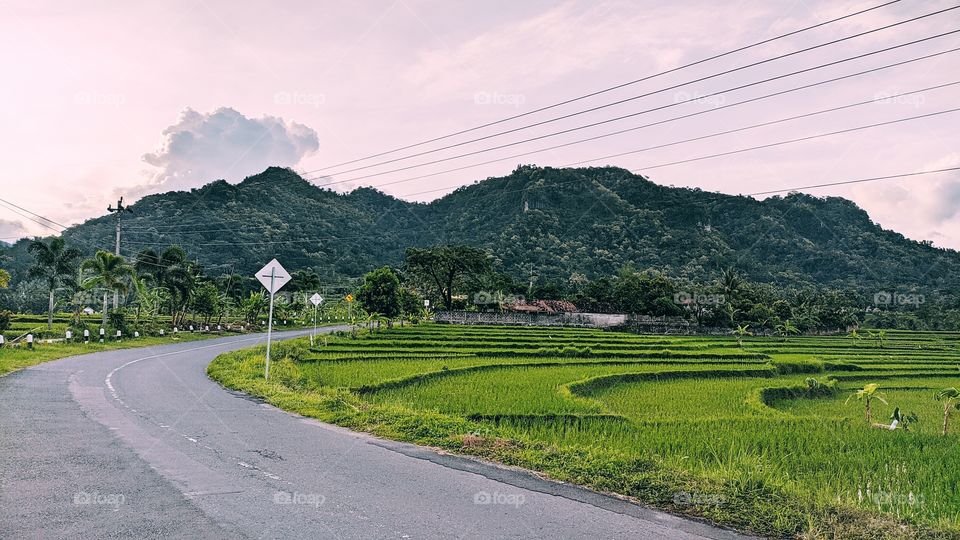 Road bends between rice fields and mountains