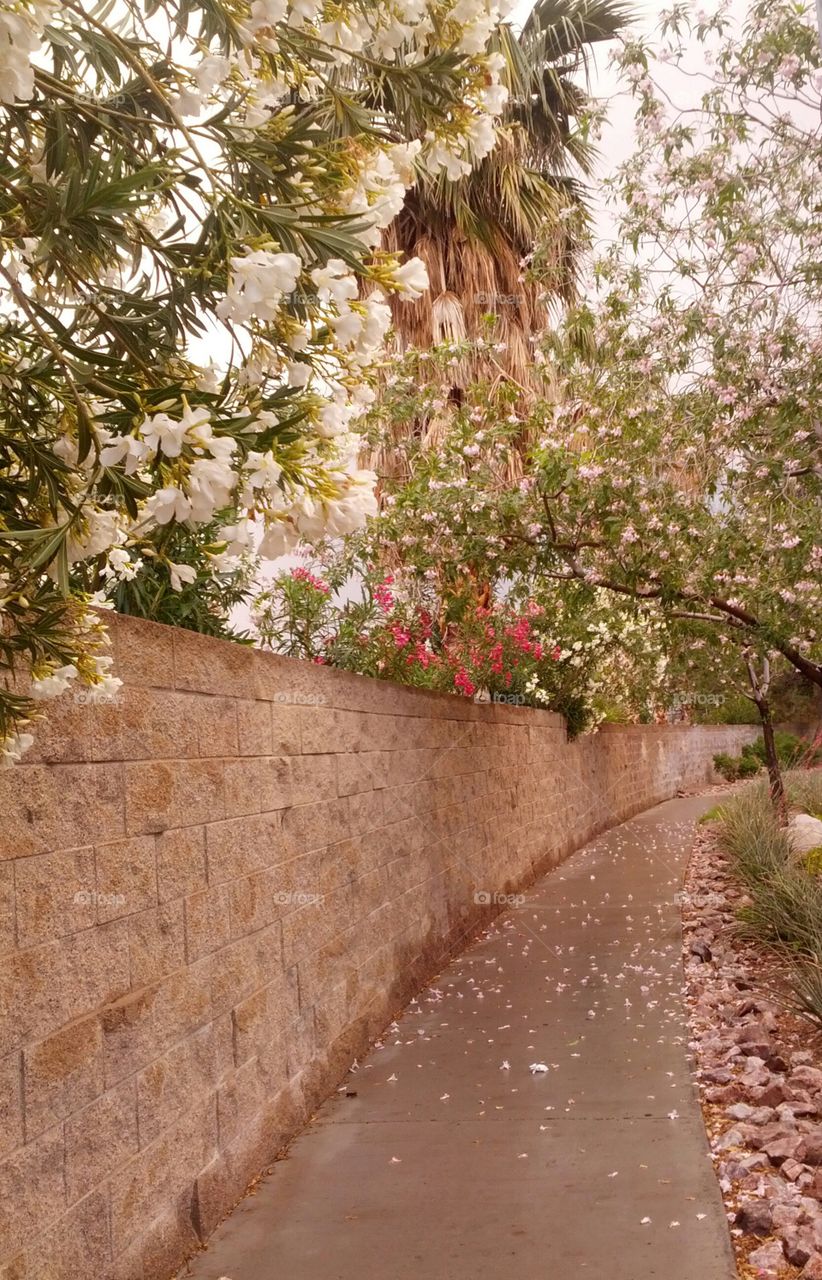 Bloom over the fence