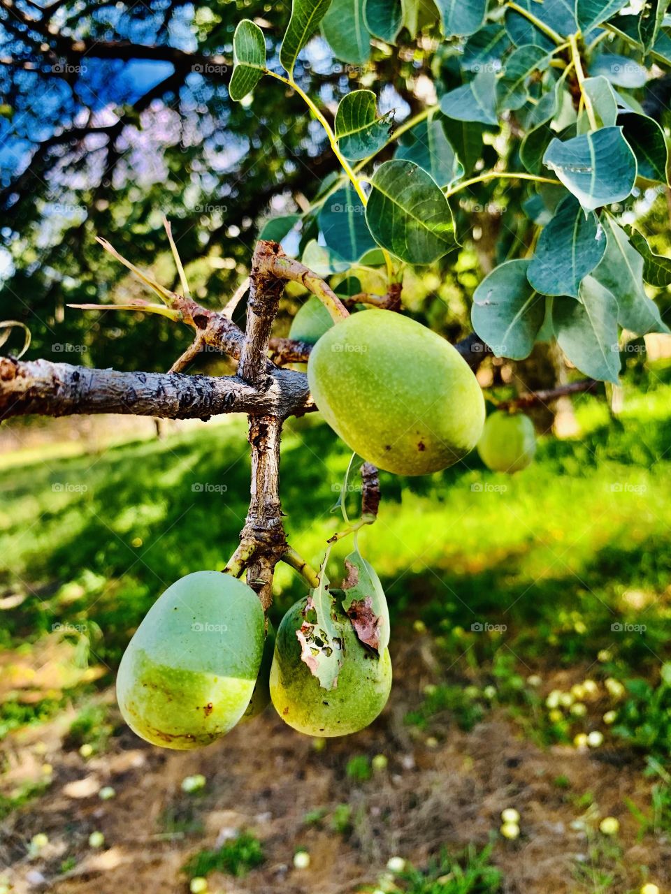 Raw green Marula fruits, not yet ripen. Growing up green they turn yellow upon ripping. 