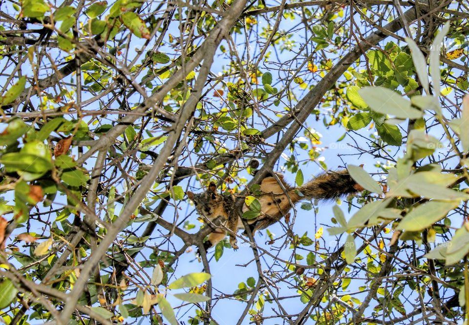 squirrel in a tree looking at me