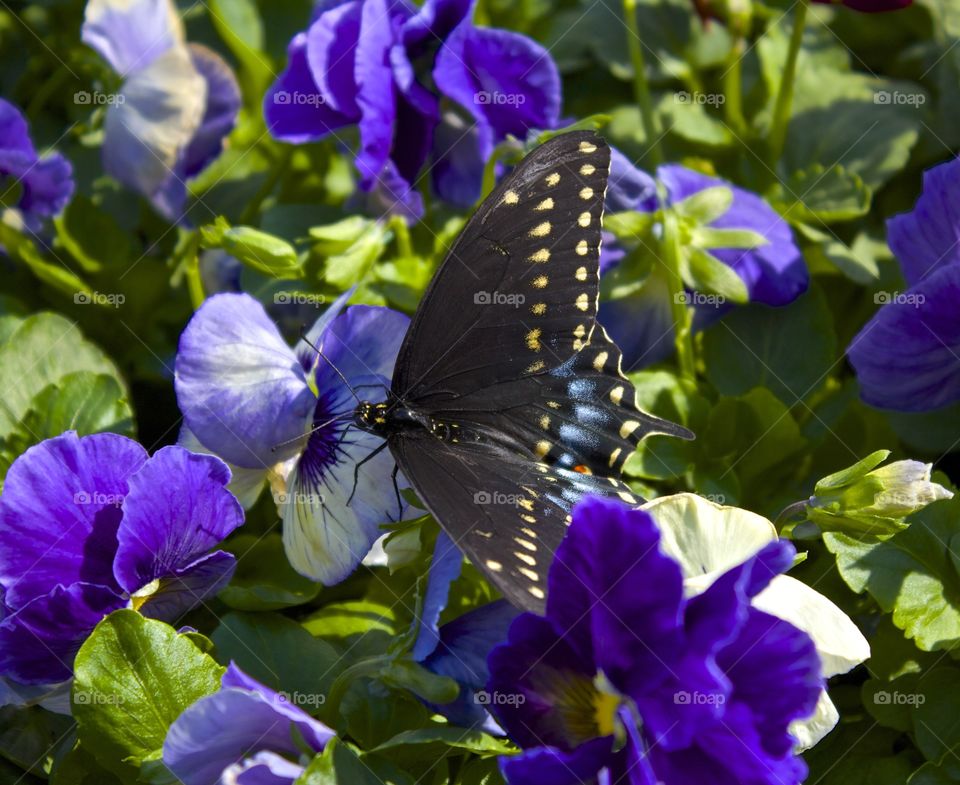 Black swallowtail