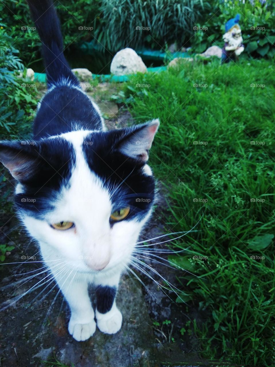 be authentic cat astrophy