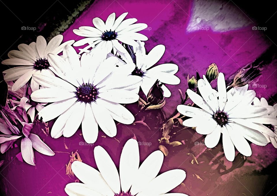 Wildflowers Abstract Background