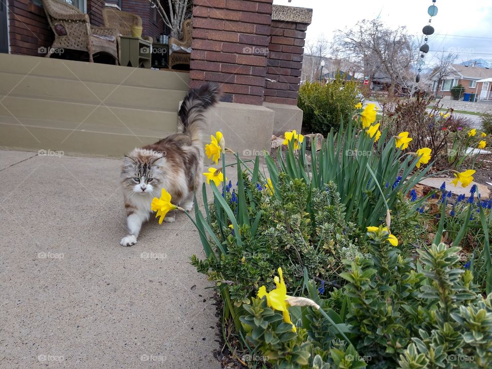 kitten and spring