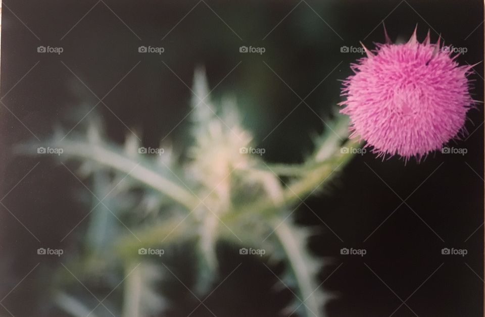 Purple thistle