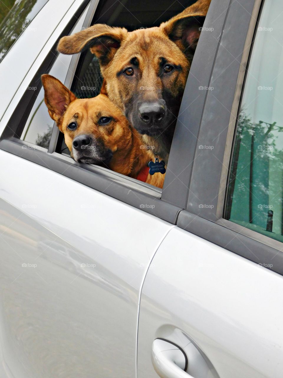 
Framing the photo of the dogs draws focus to the subject in the photo by blocking other parts of the image with something in the scene