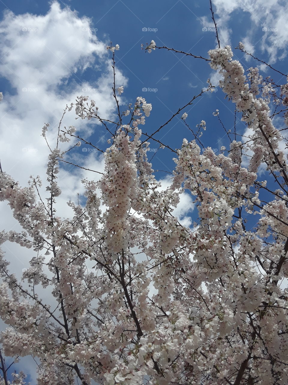 A beautiful tree blooms with clouds as a backdrop.