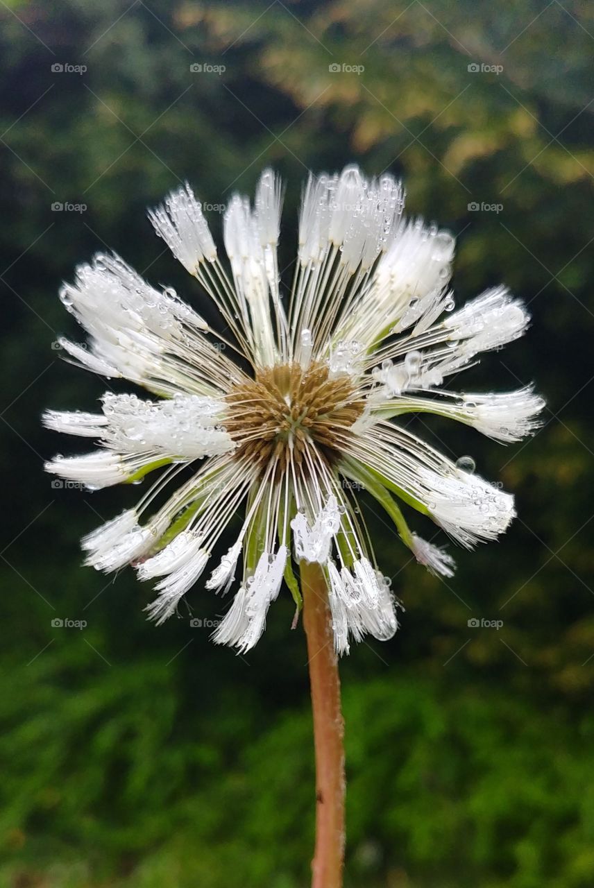 flower blühen Blüten Blume Löwenzahn pusteblume weiß white summer Sommer natur