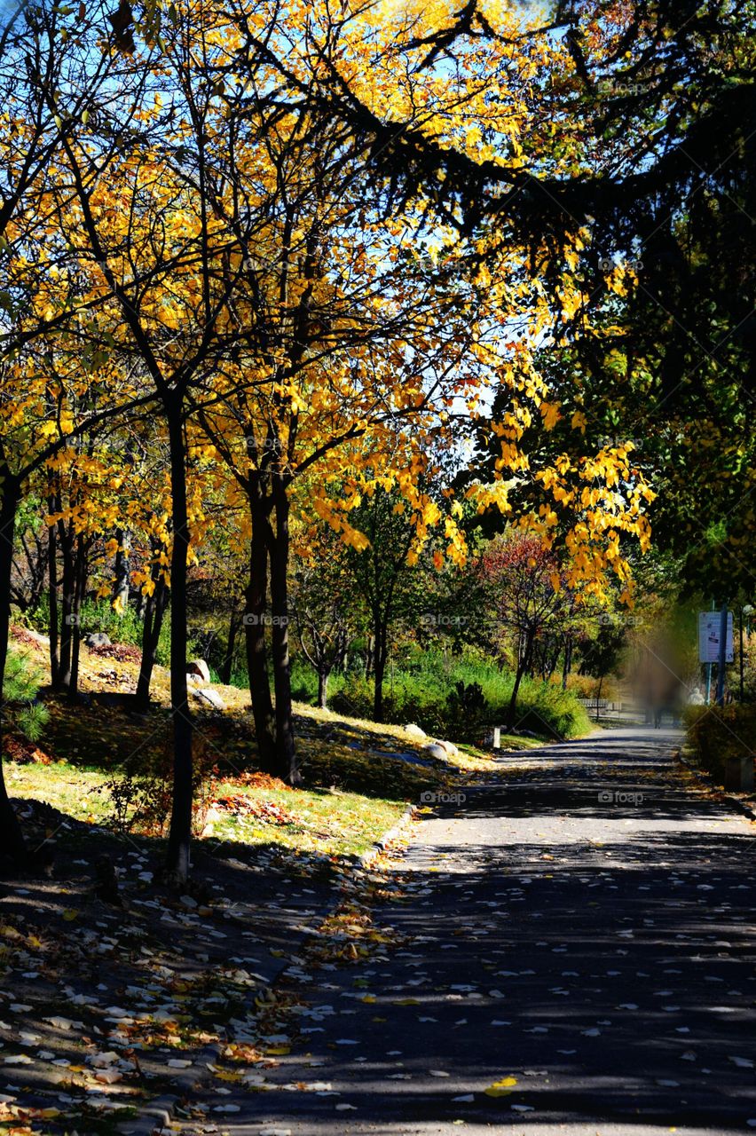 Autumn trees in forest