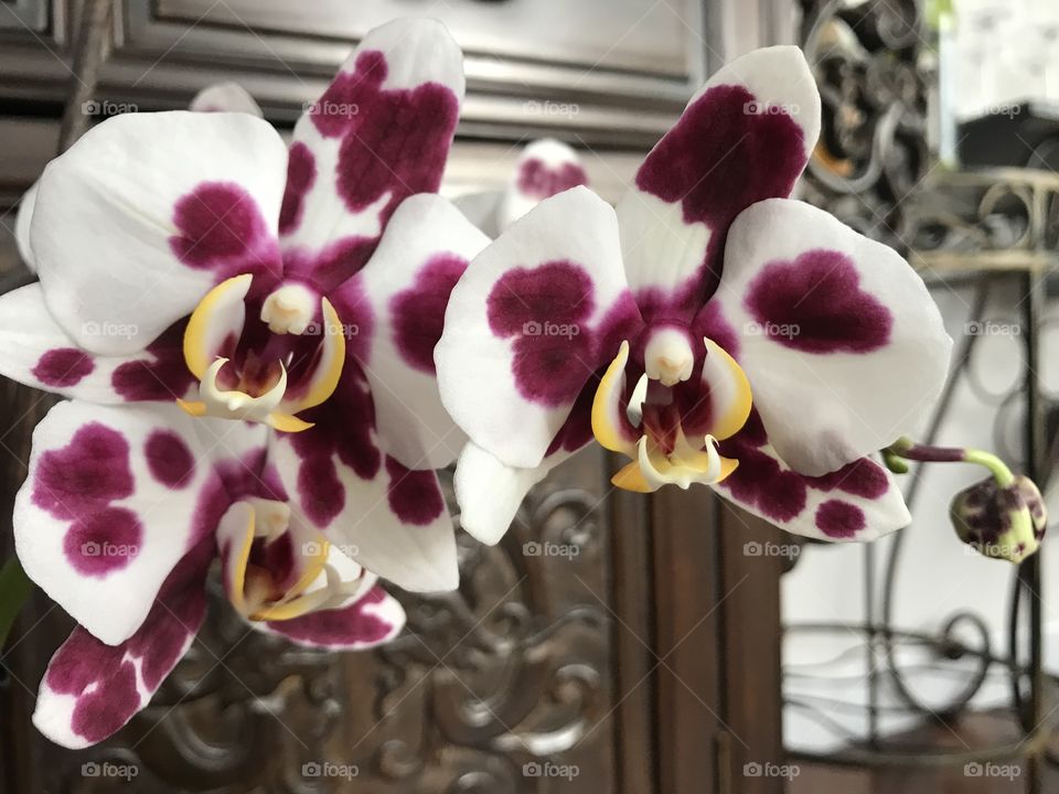 My blooming orchids 