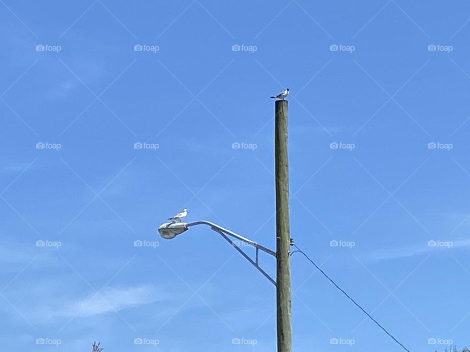 Two Seagulls sit on a telephone pole in a parking lot in Point Pleasant Beach, NJ. 